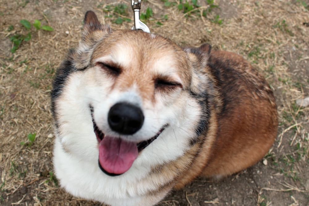 Brown, white and black dog faces the camera with his mouth open giving the appearance of smiling at the camera. 