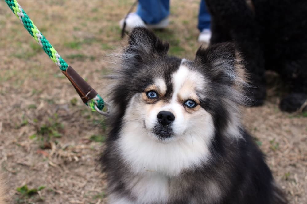 Small black, white and tan dog with blue eyes. 