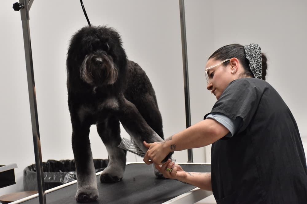 Pet Wants offers dog, cat grooming experience in Trophy Club