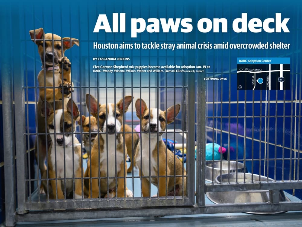 All paws on deck: Houston aims to tackle stray animal crisis amid overcrowded shelter