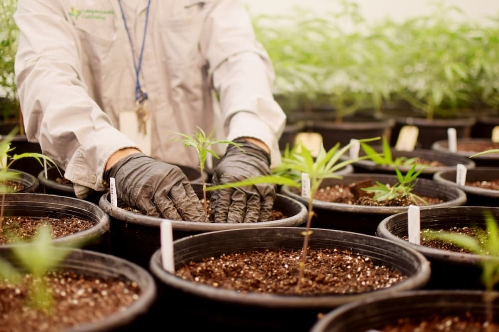 Medical cannabis supplier expands across Texas with first location in San Antonio