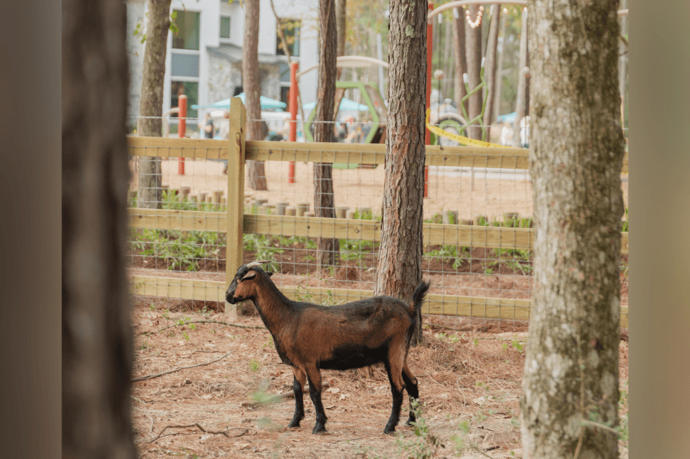 Lifestyle at Two Step Farm: residents enjoying the community Biergarten, Grazery Farm Shop Cafe, and resident goats in a family-friendly, small-town setting near Houston.