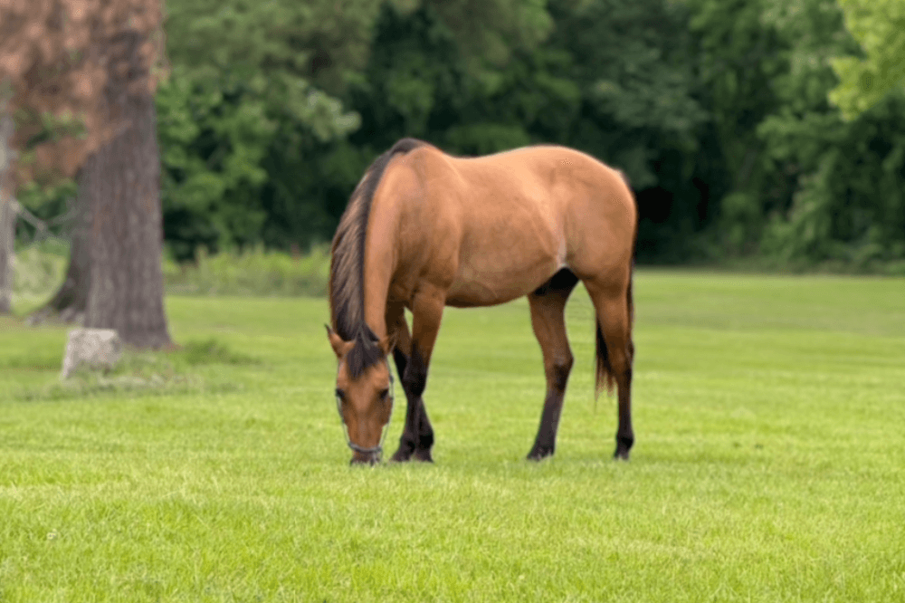 Horse eating grass