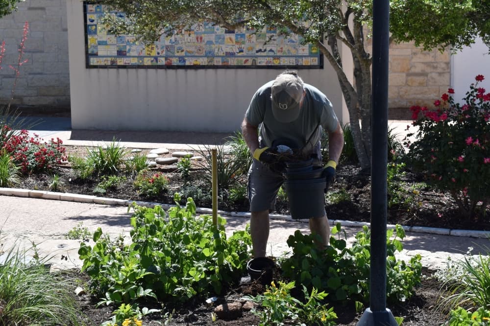 This photo shows a participant of the 2024 Earth Day event planing flowers at the Lakeway Swim Center.