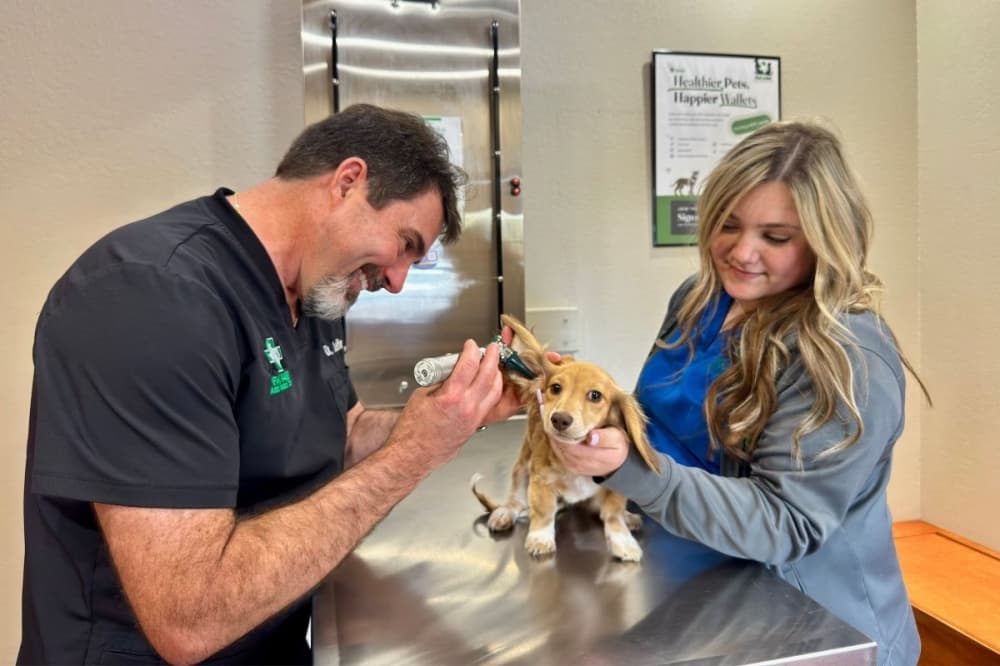 FM 1488 Animal Medical Center offers veterinary care for cats and dogs, including wellness care, dentistry, rehabilitation, and medical and surgical services. (Nichaela Shaheen/Community Impact)
