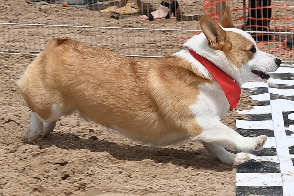 Corgi Dog Racing, A Taste of Cy-Fair: 9 events to attend in the Cypress area this spring
