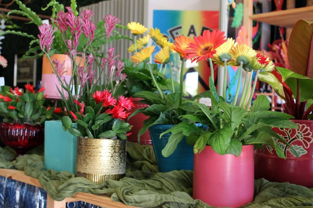 Potted blooming plants. 