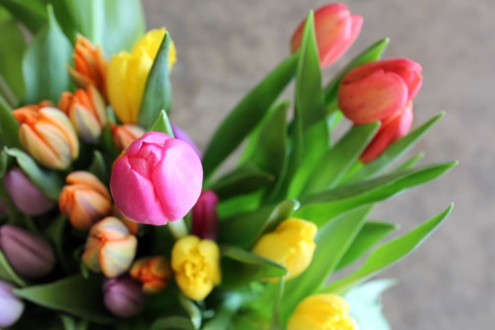Overhead photo of tulips. 