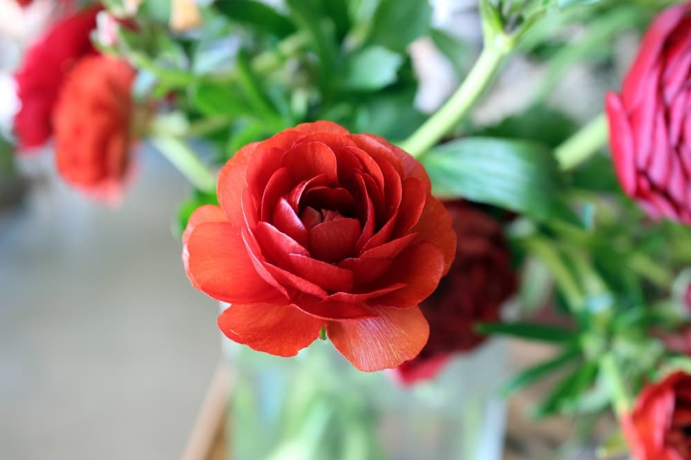 Deep red multi-layered flower on a dark green plant. 