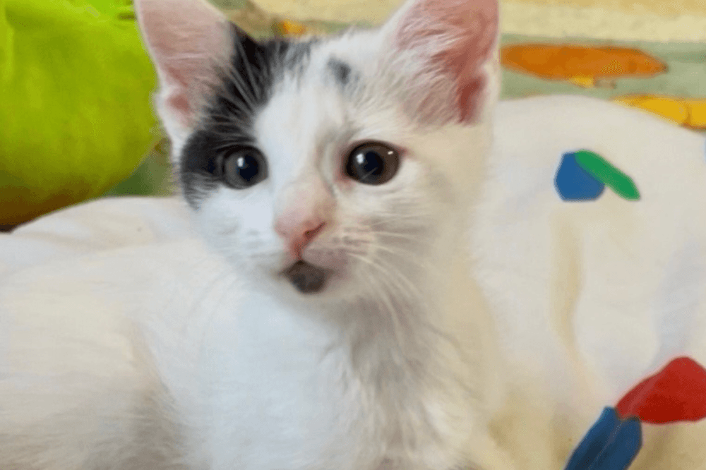 A cat ready for adoption at Operation Pets Alive