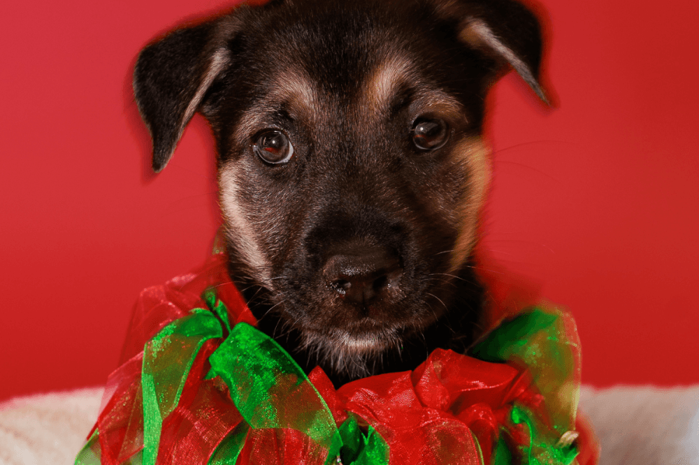 A dog available for adoption is seen wearing Christmas attire.
