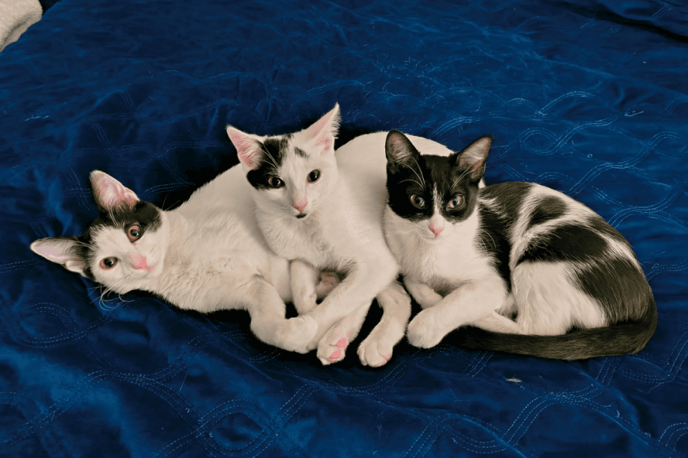 Cats available for adoption through Operation Pets Alive