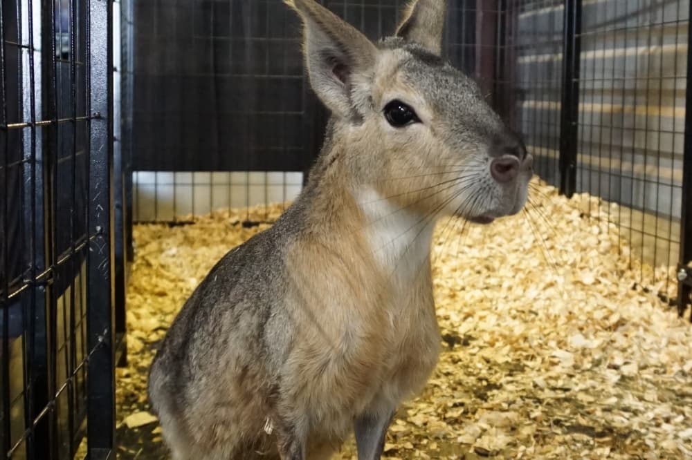 A Patagonian cavy standing in a woodchip-covered enclosure under a heat lamp inside an exotic pet shop.
