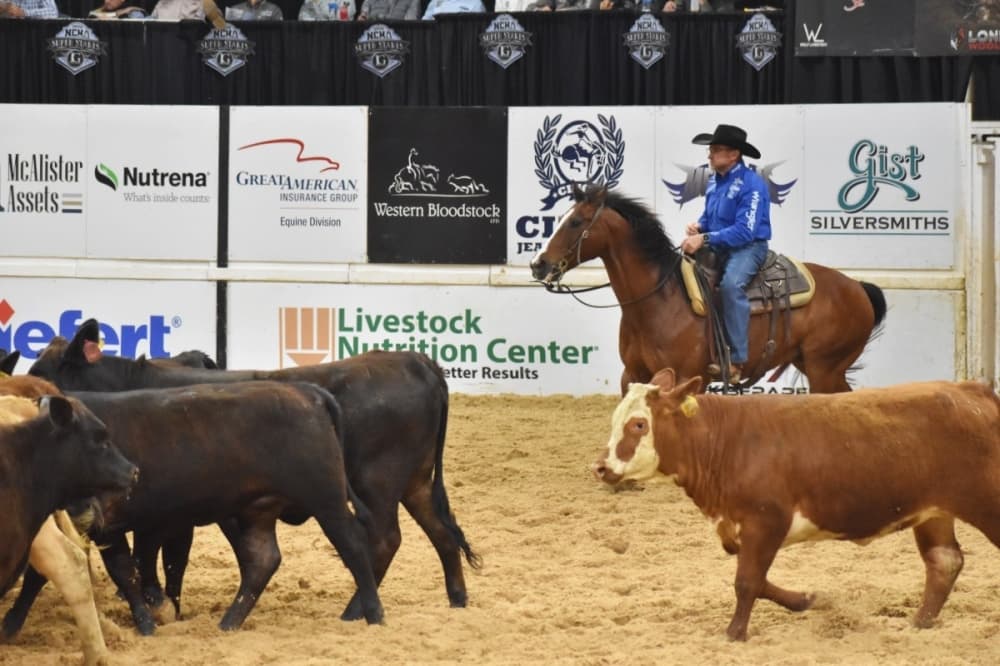Cowboy on a horse chasing cows 