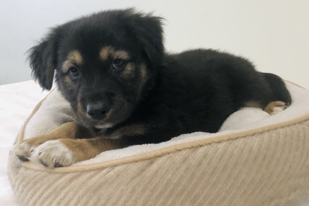 Puppies, plants: Upcoming League City events to check out