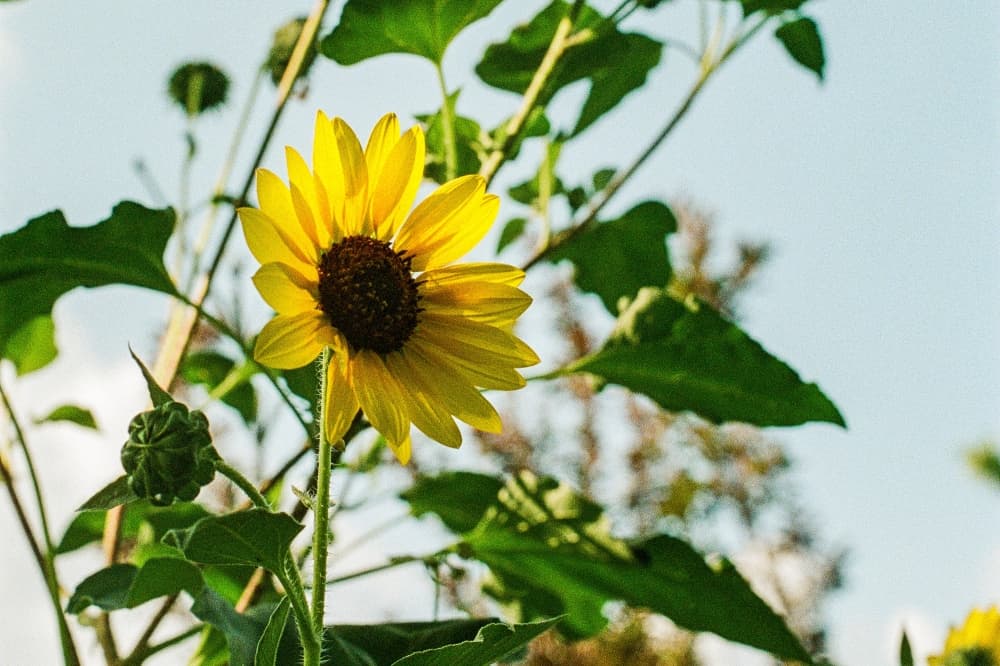 From bookshelves to garden beds: Bastrop library lets you borrow seeds