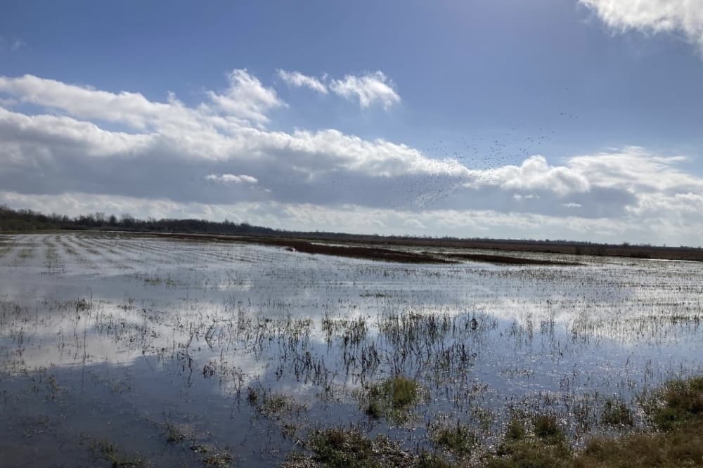 Coastal Prairie Conservancy preserves final 221 acres of Three Oaks Farm