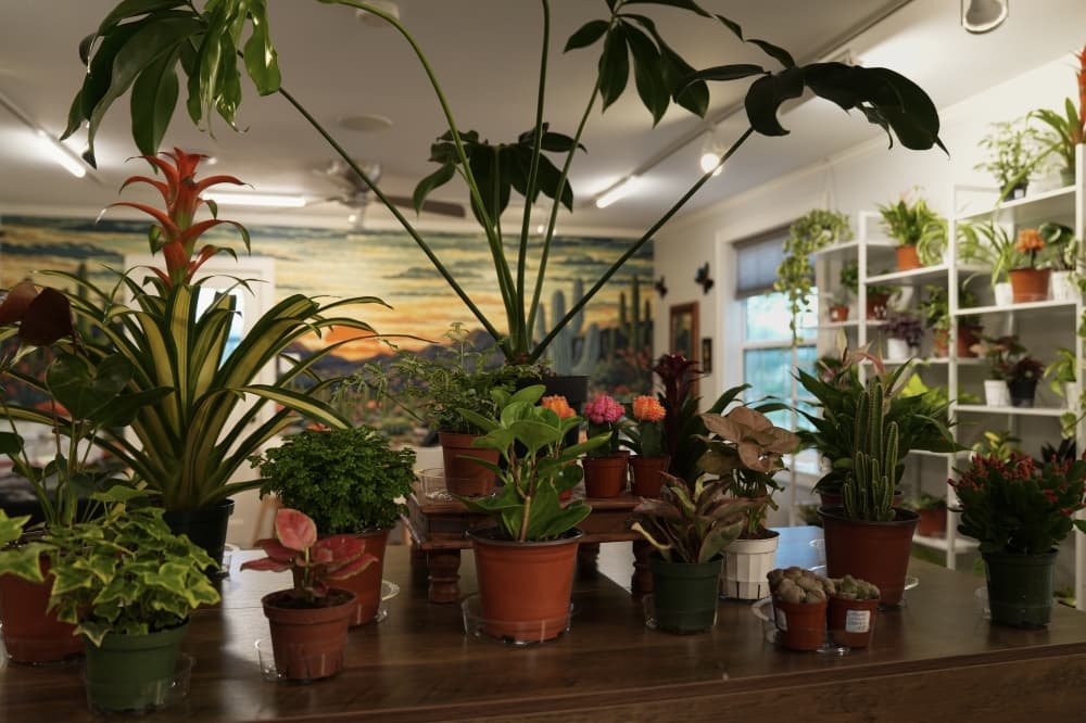 Nopalita Cafe offers a "safe and homey" environment at the Yellow House, co-owner Marcos Quintanar said. (Courtesy of Nopalita Café)