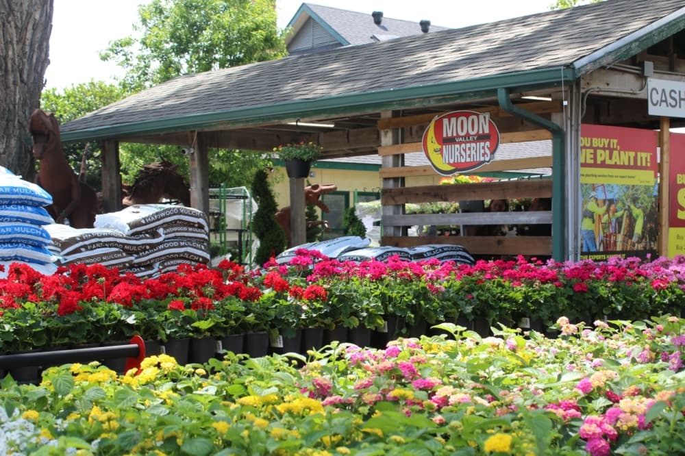 Moon Valley Nurseries now offering plants, farm-grown trees in Frisco