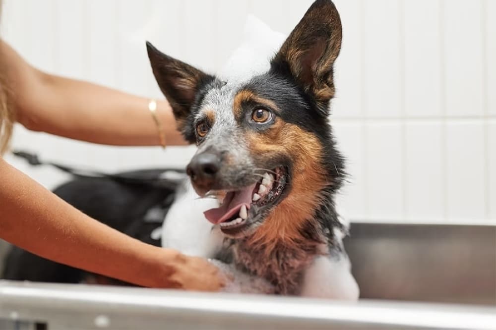 Petco files for new location in Tomball