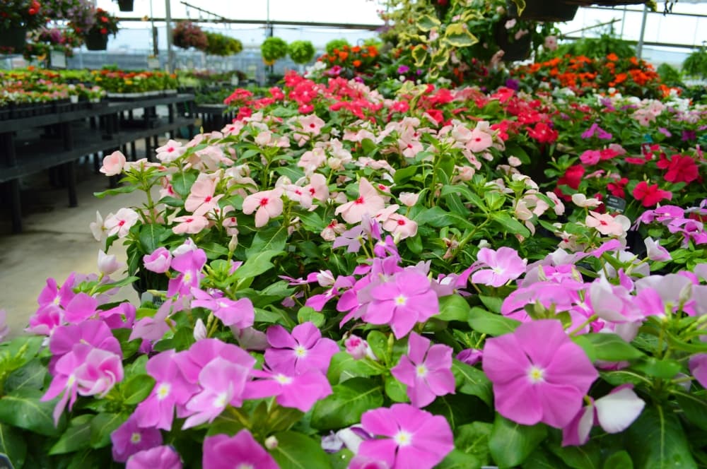 Beat the heat: 6 plants that flourish in Texas summers