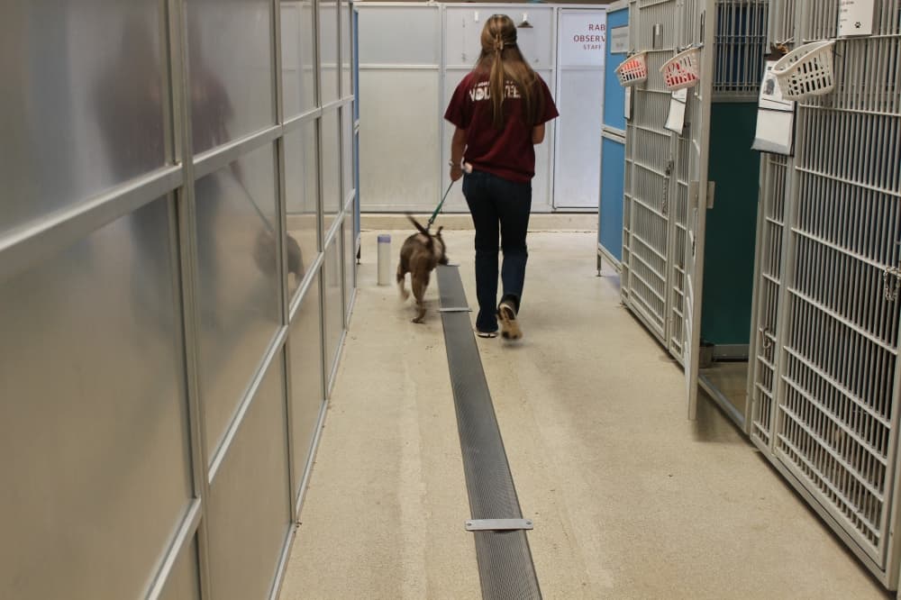 A worker at the Humane Society walks with a dog. The shelter provides several services and housing for animals in need. (Karley Cross/Community Impact)
