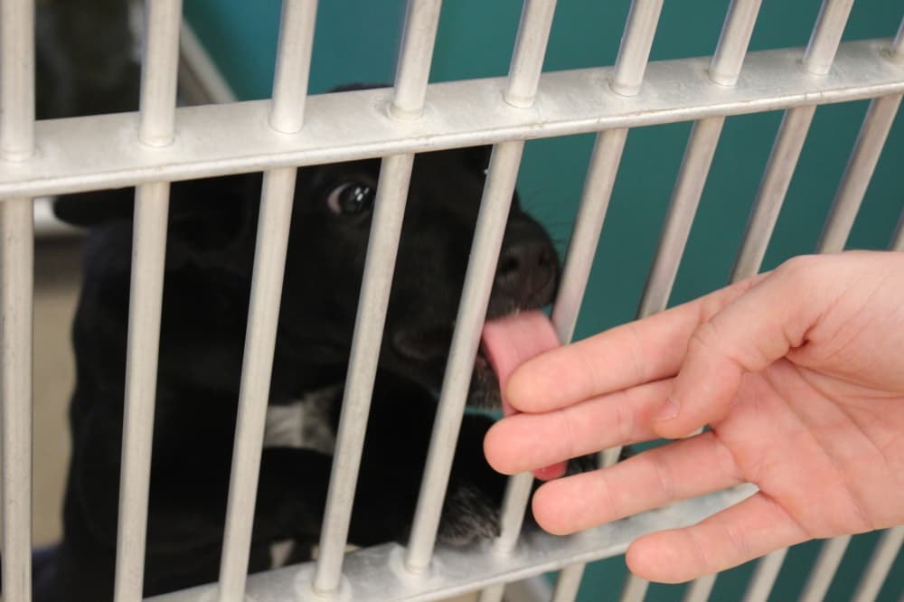 Dogs and cats are available for adoption through the center. (Karley Cross/Community Impact)