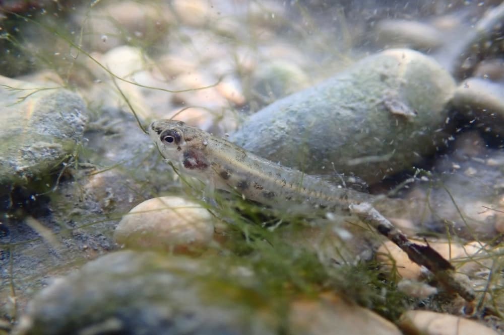 New Braunfels approves ordinance change that helps protect endangered species habitat