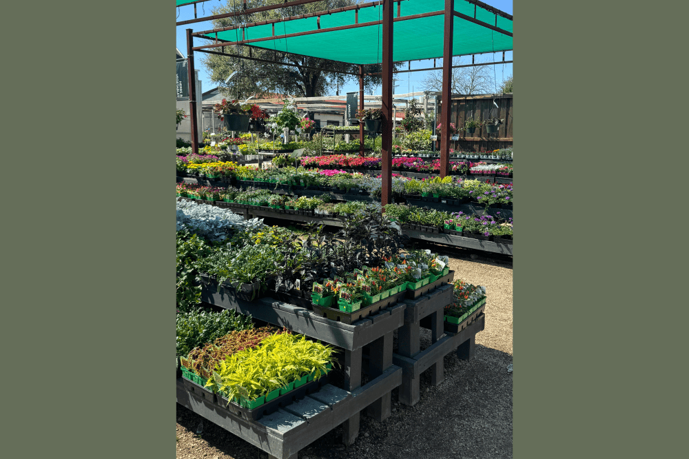 plants at plant shop in Round Rock