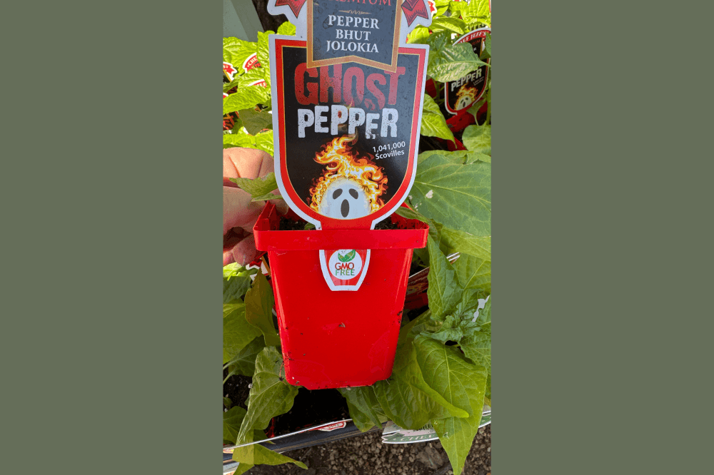 ghost pepper plant