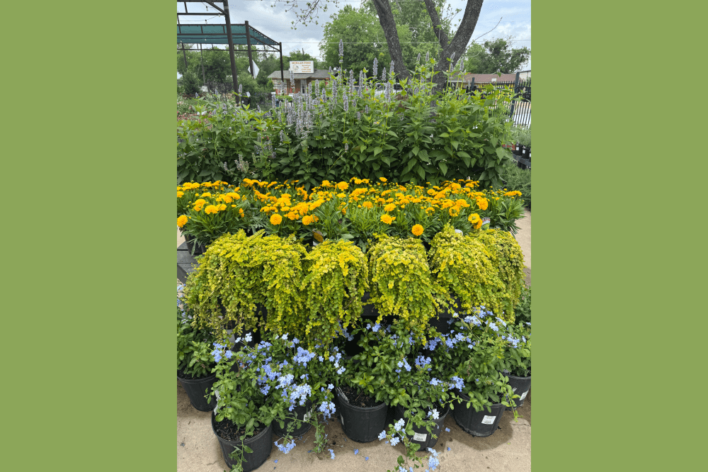 yellow and blue flowers at garden shop in Round Rock