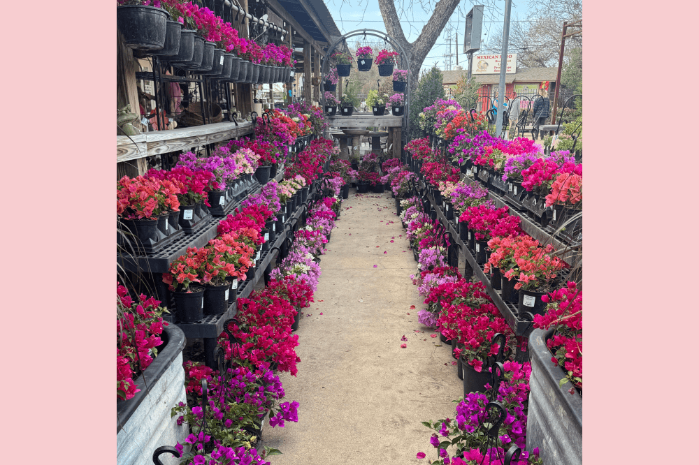 roses lined up at plant store in Round Rock