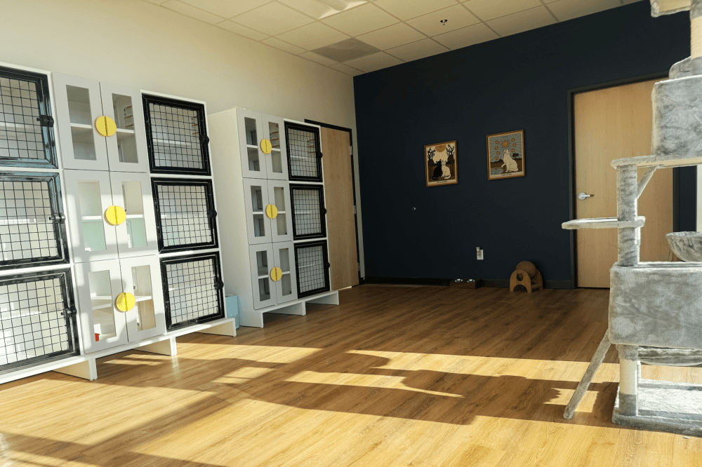Cat boarding cattery with multi-level condos and quiet environment in San Marcos