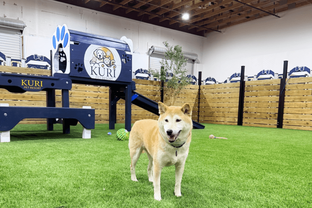 Pet resort play yard with supervised group dog play and enrichment activities