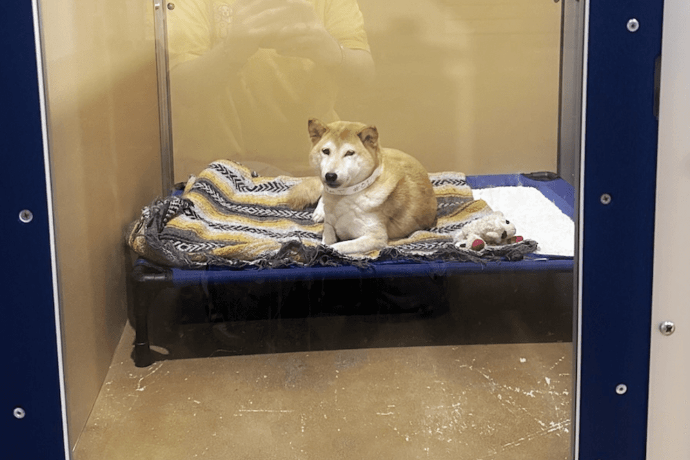 Interior of Kuri Pet Resort in San Marcos with clean, modern dog boarding suites