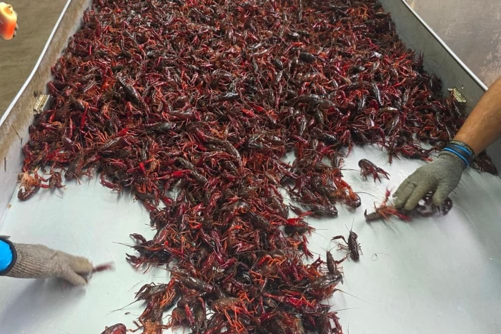 The Crawfish Critic and Seafood Co. opening in Conroe