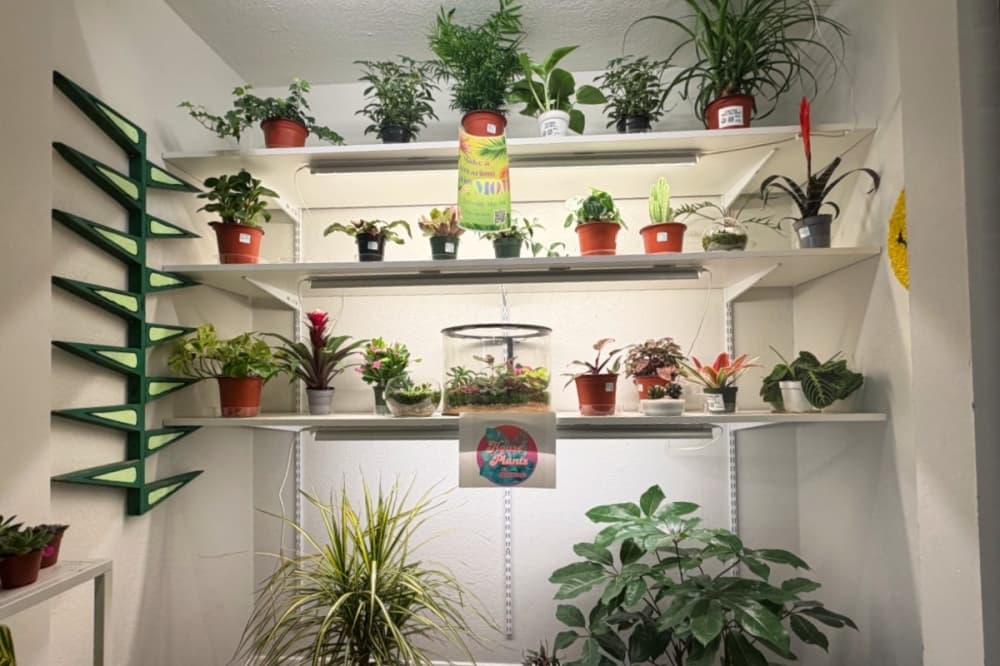 HOUSEPLANTS by Ephemera opens in Keller