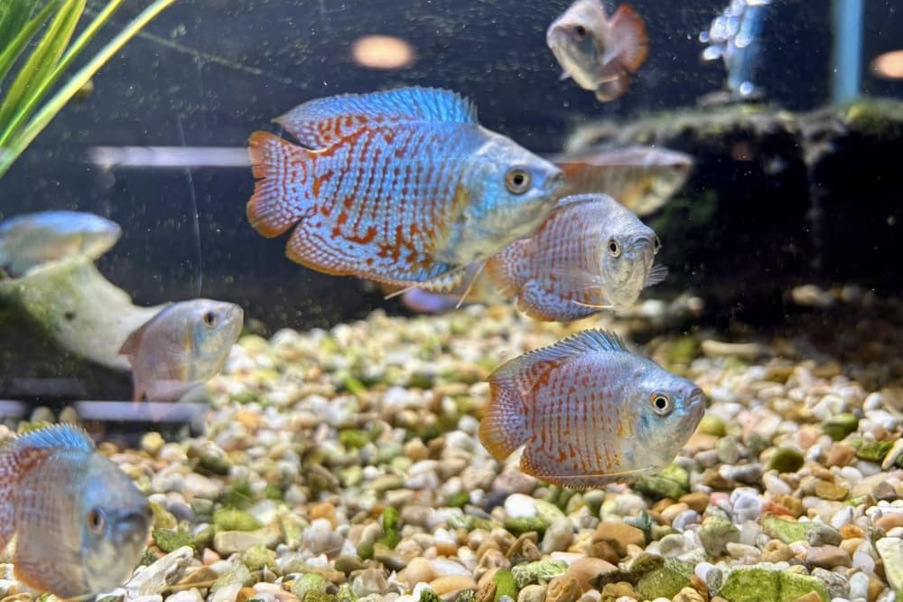 Fish Gallery celebrates 10 years serving The Woodlands area