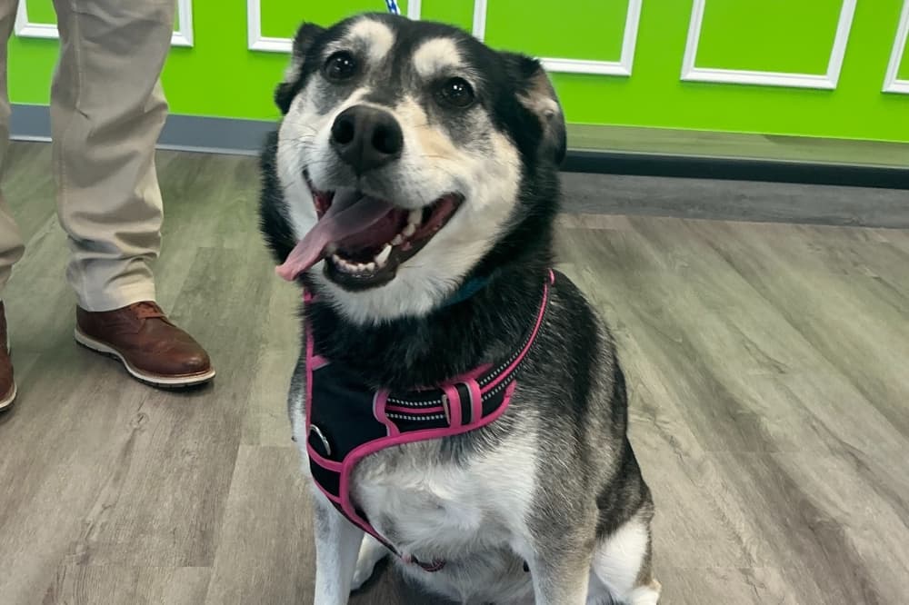 Hounds Town brings dog daycare, spa services to Northwest Austin