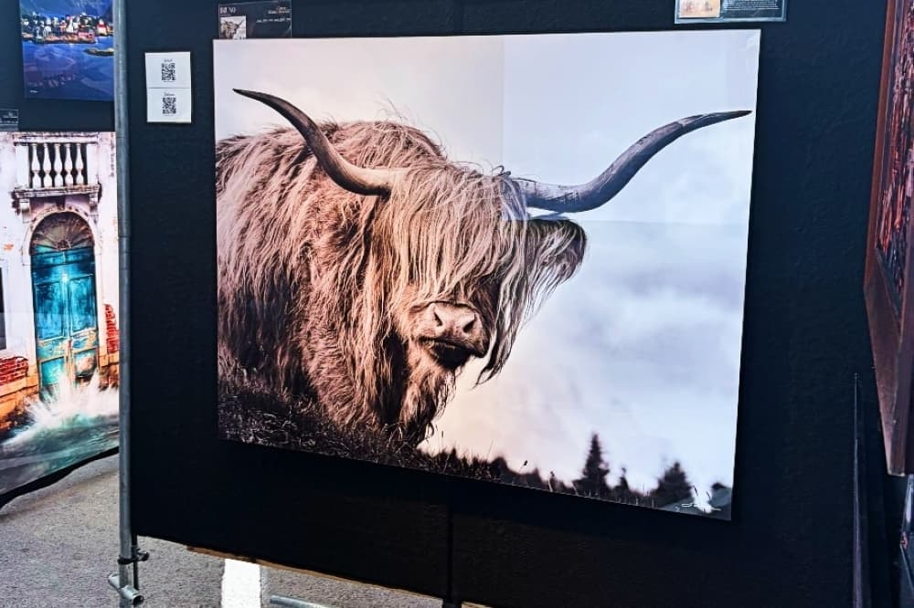 Highland Cow 