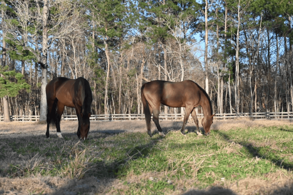 Imperial Sporthorses now open in Conroe