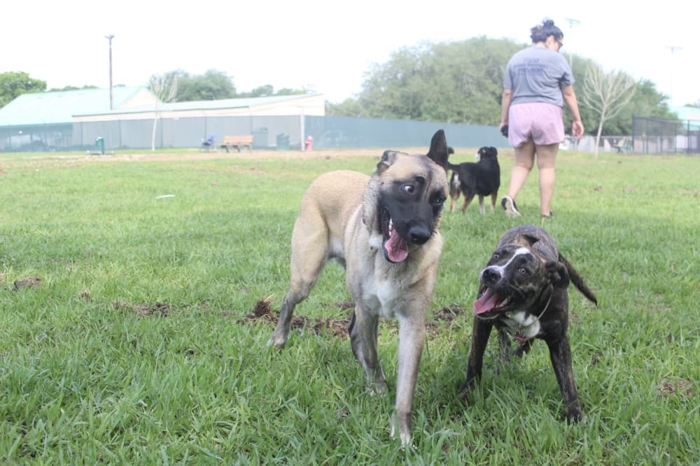 League City dog park reopens after 2-week closure