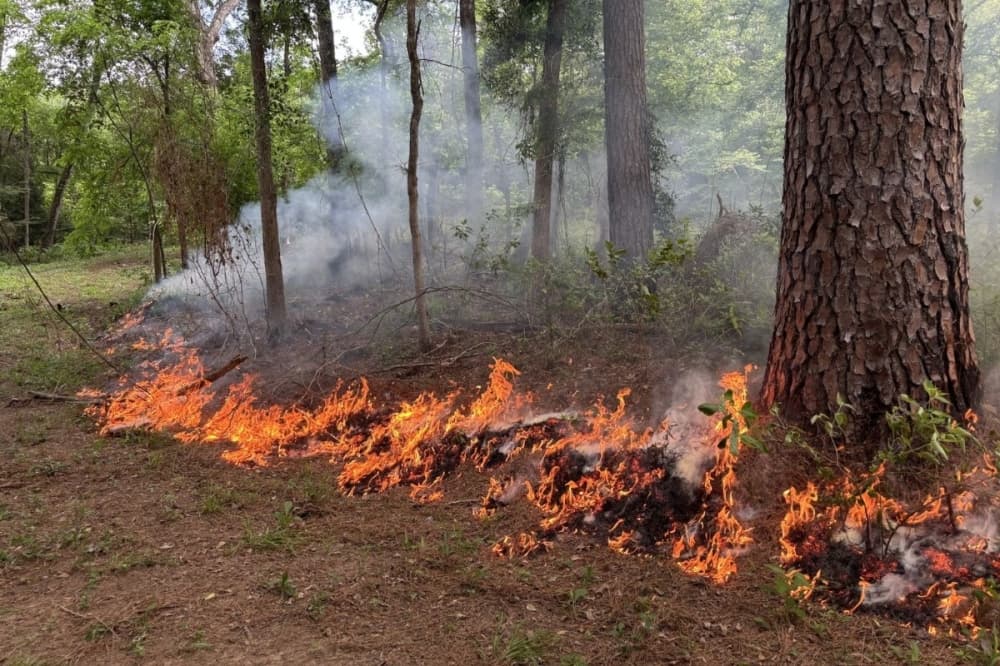 Prescribed burn scheduled for May 11 at W.G. Jones State Forest