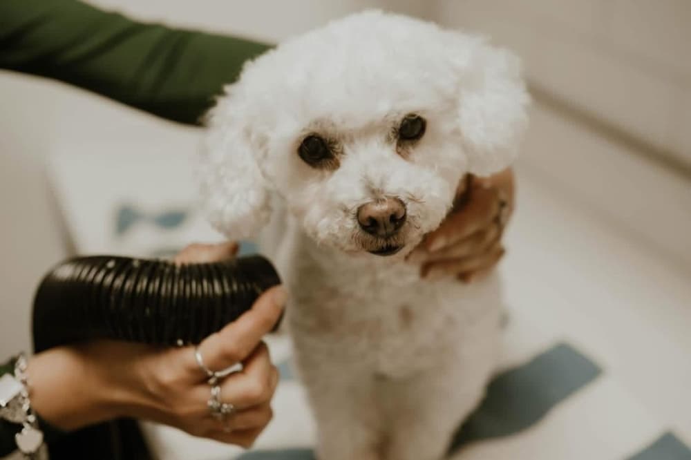 Muttz & Mittenz Pet Spa now open in Montgomery