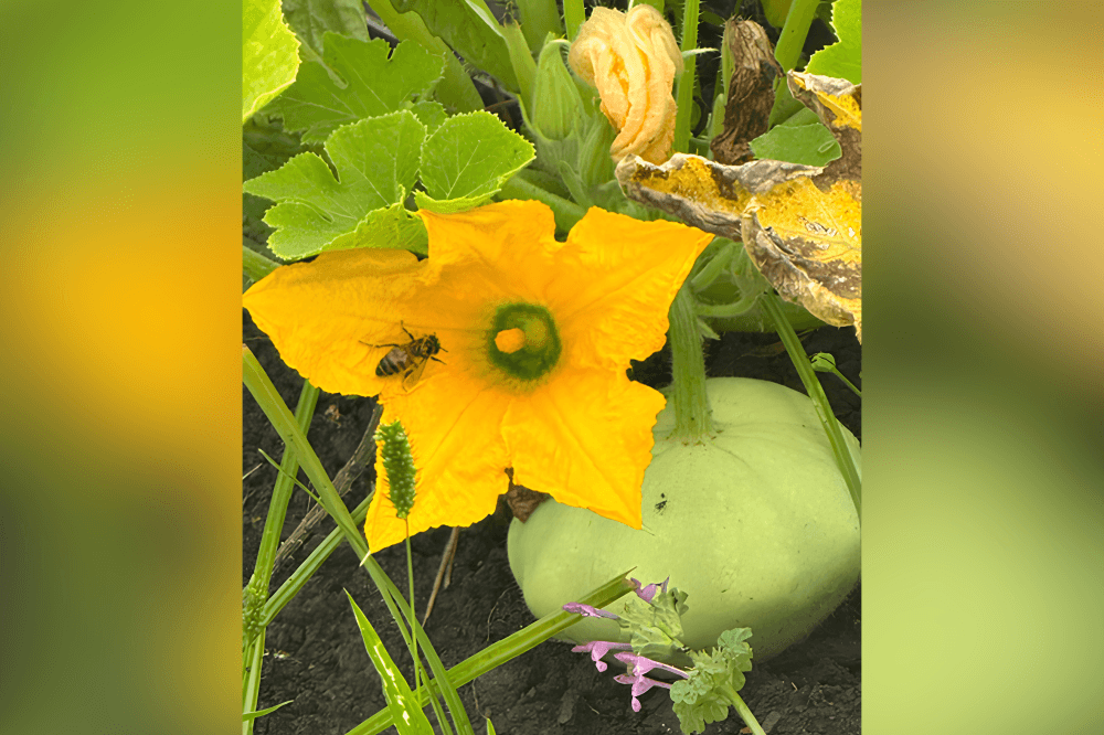 he Local Markethouse online farmers market ordering interface with local food items