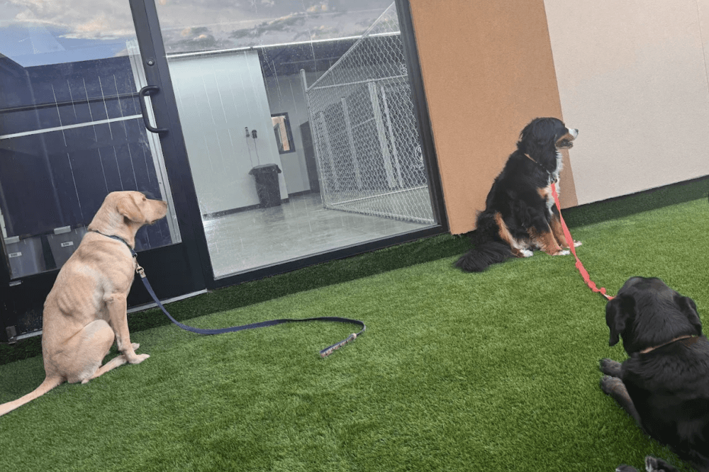 Preppy Pet opens first Dallas-Fort Worth area location in Colleyville