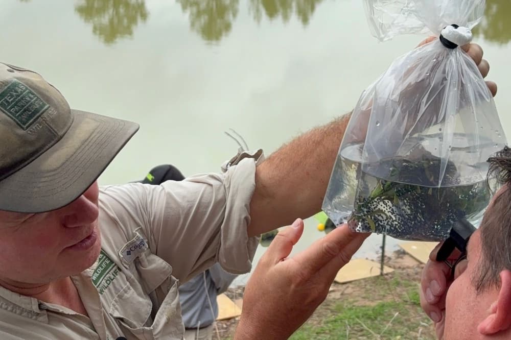 ‘Prime conditions’: Houston toad recovery efforts renewed in Bastrop