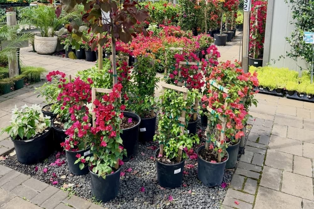 Kingwood Garden Center merges with sister company Warren’s Southern Gardens