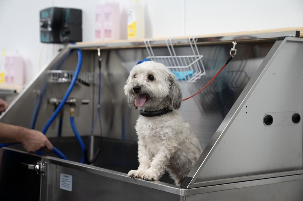 New spa for dogs opens in Bellaire area