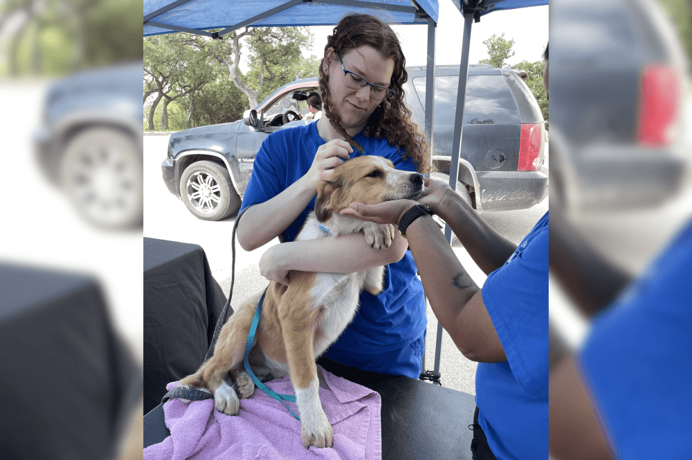 free pet vaccination clinic leader